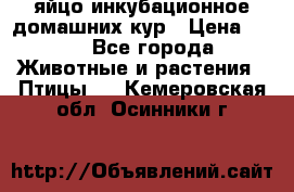 яйцо инкубационное домашних кур › Цена ­ 25 - Все города Животные и растения » Птицы   . Кемеровская обл.,Осинники г.